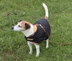 Horseware Newmarket Dog Coat