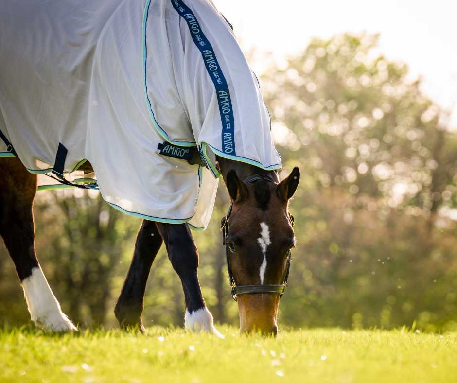Amigo XL Bug Rug Disc Front